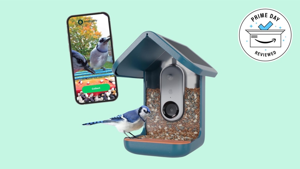 A Bird Buddy bird feeder with a blue jay perched sits on a mint green background.