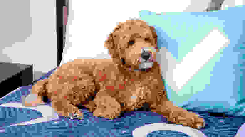 A brown dog rests on a pillow with a Reviewed logo on it.