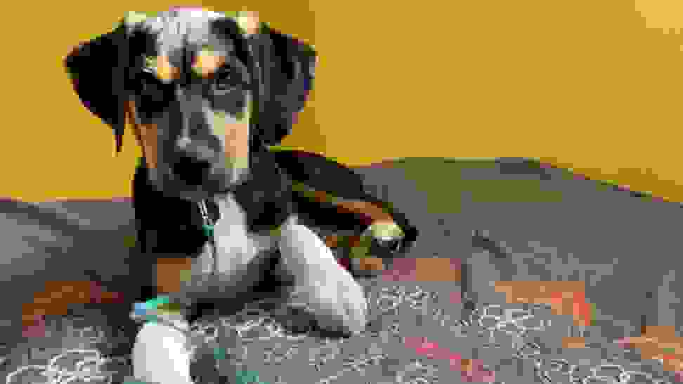 Mixed-breed puppy resting on a dog bed after doing a dog DNA test.