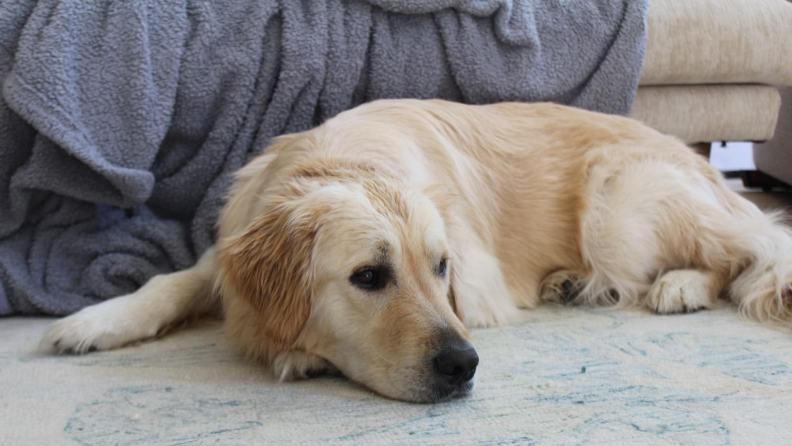 A Golden Retriever laying on a blue carpet watching TV.