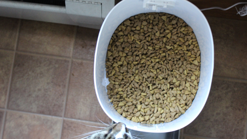 A view of dry cat food inside of the storage bin on the PawSync Smart Pet Feeder.