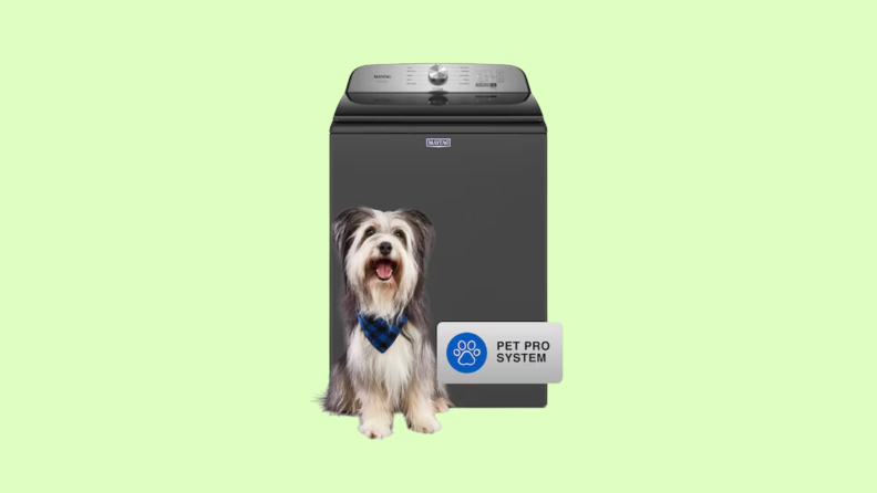 A small fluffy dog sits in front of a top-loading washing machine; both are superimposed on a light green background.