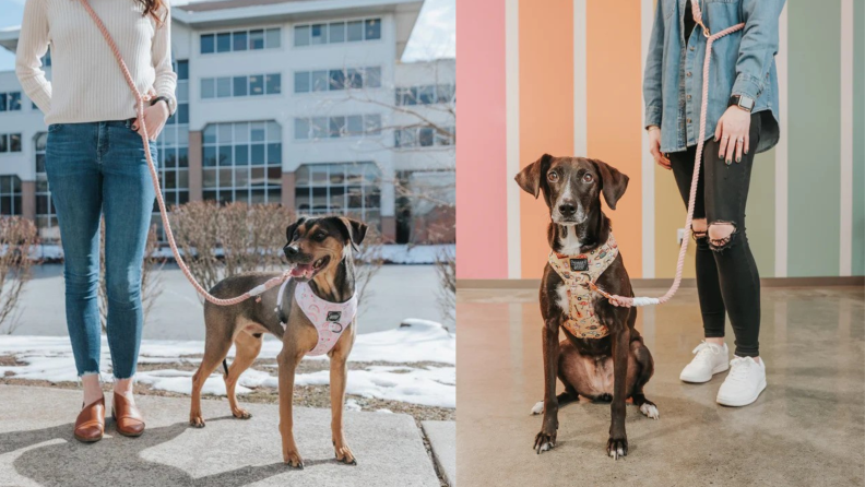 Two side-by-side images of dogs with a pink Sassy Woof Hands Free Rope Leash attached